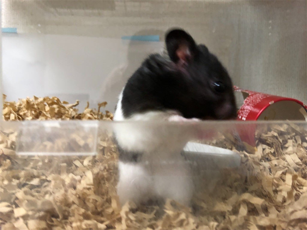 f:id:akie1000:20180607000917j:image