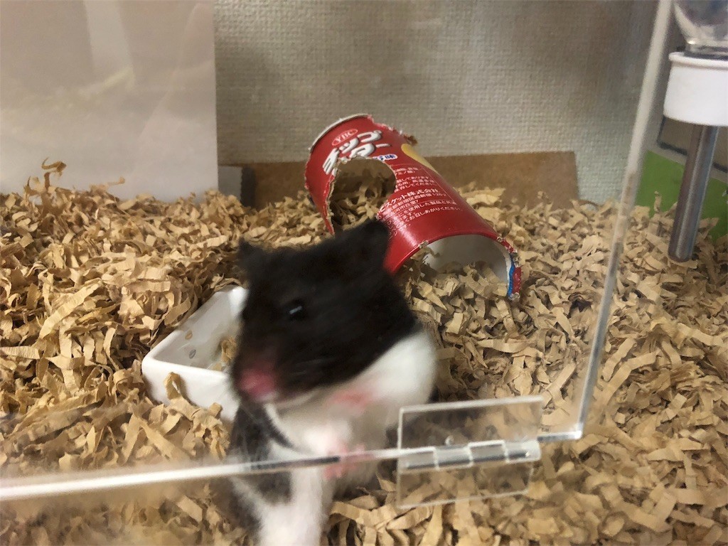 f:id:akie1000:20180607000942j:image