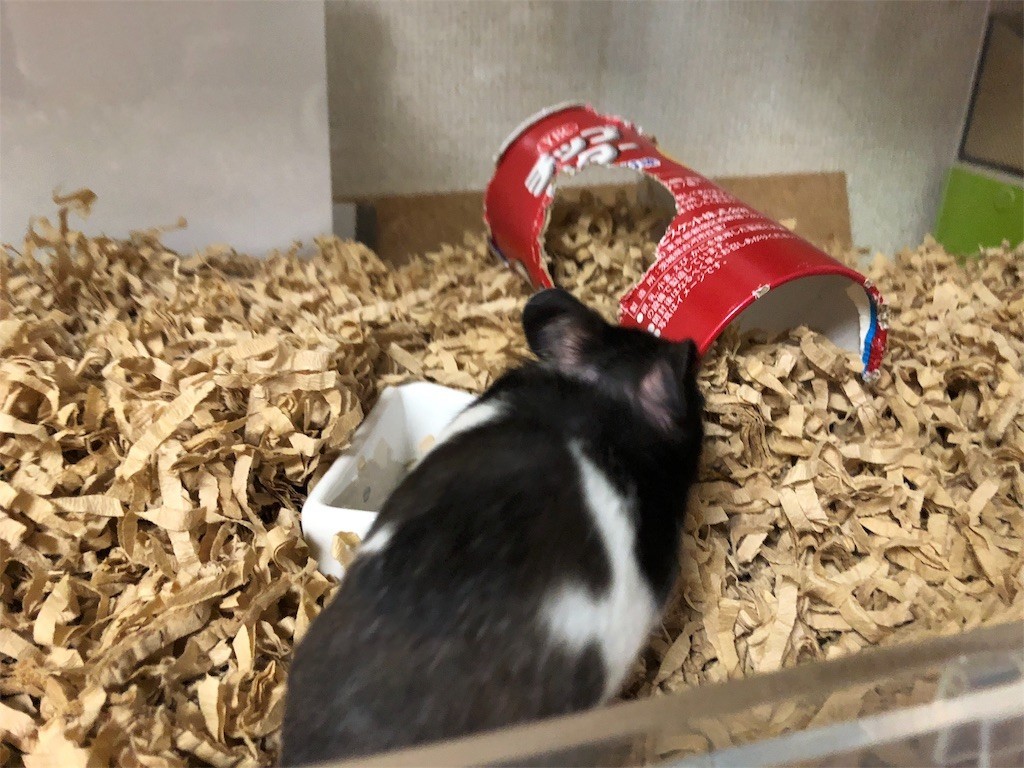 f:id:akie1000:20180607000946j:image