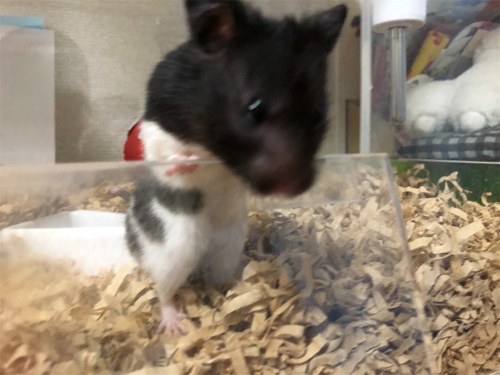 f:id:akie1000:20180607000958j:image