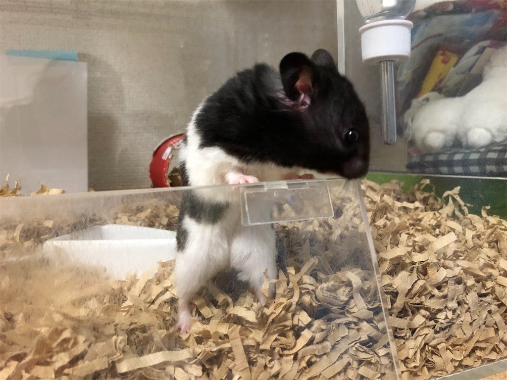 f:id:akie1000:20180607001009j:image