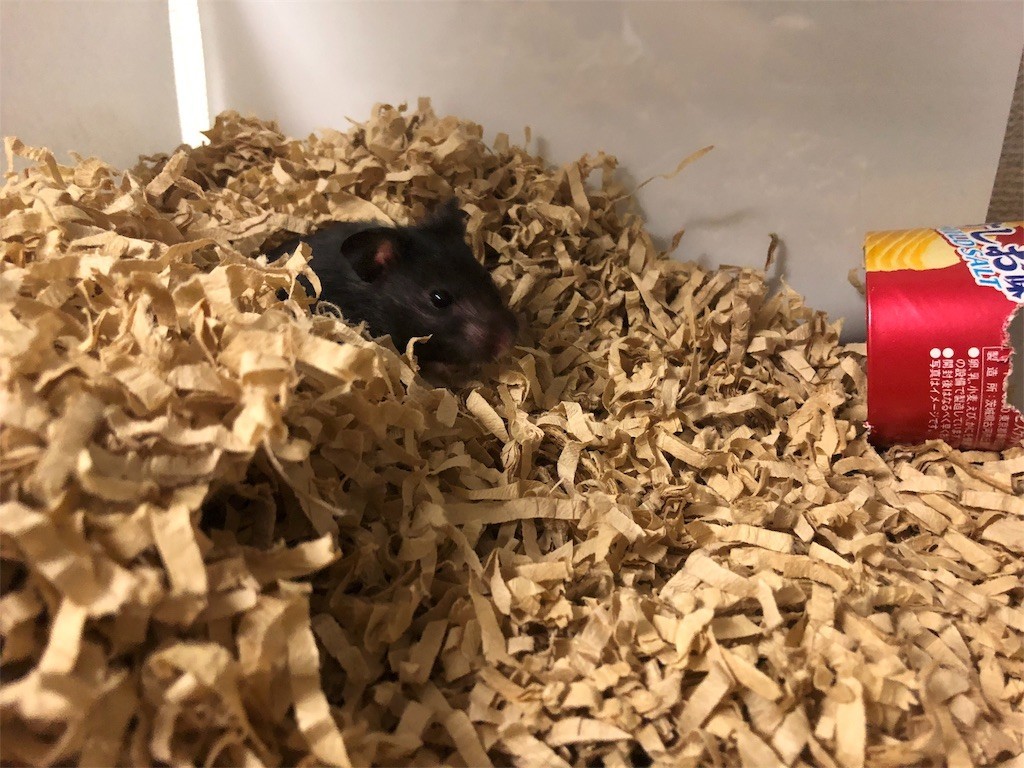 f:id:akie1000:20180619014200j:image