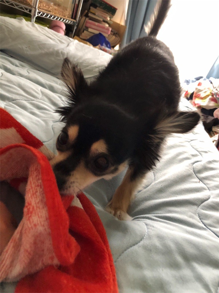 f:id:akie1000:20180629203200j:image