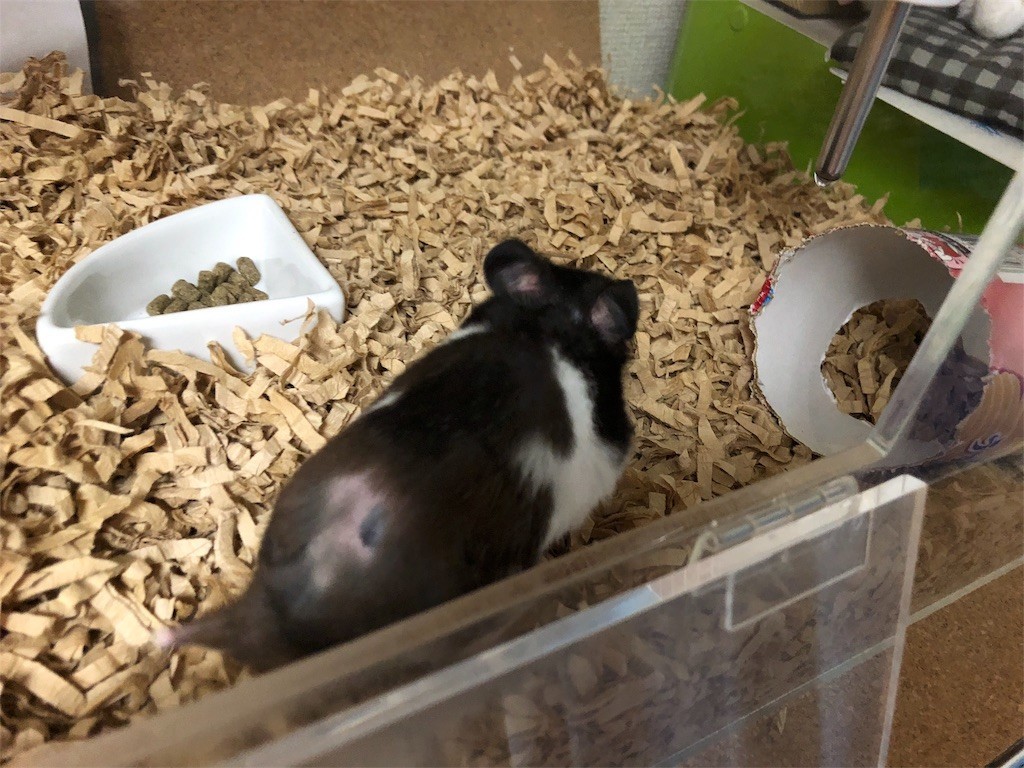 f:id:akie1000:20180902222329j:image