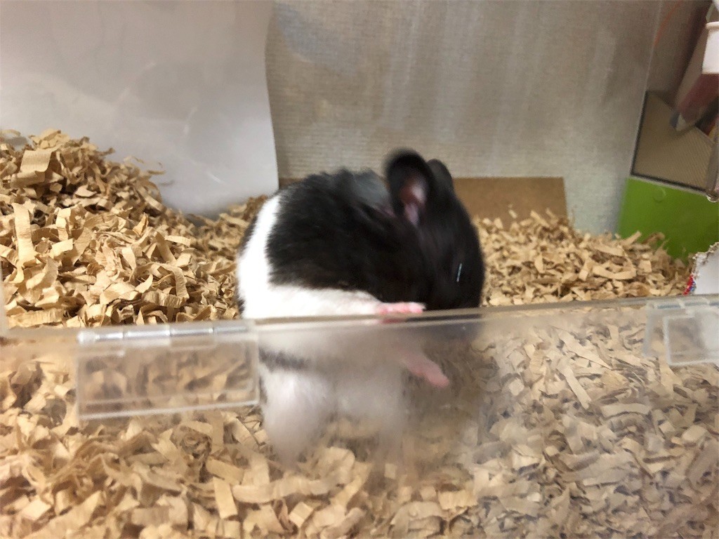 f:id:akie1000:20180902222332j:image