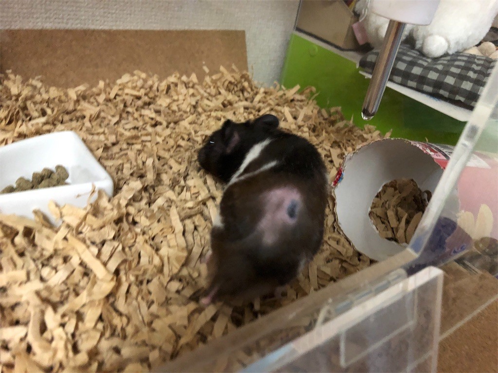 f:id:akie1000:20180902223843j:image