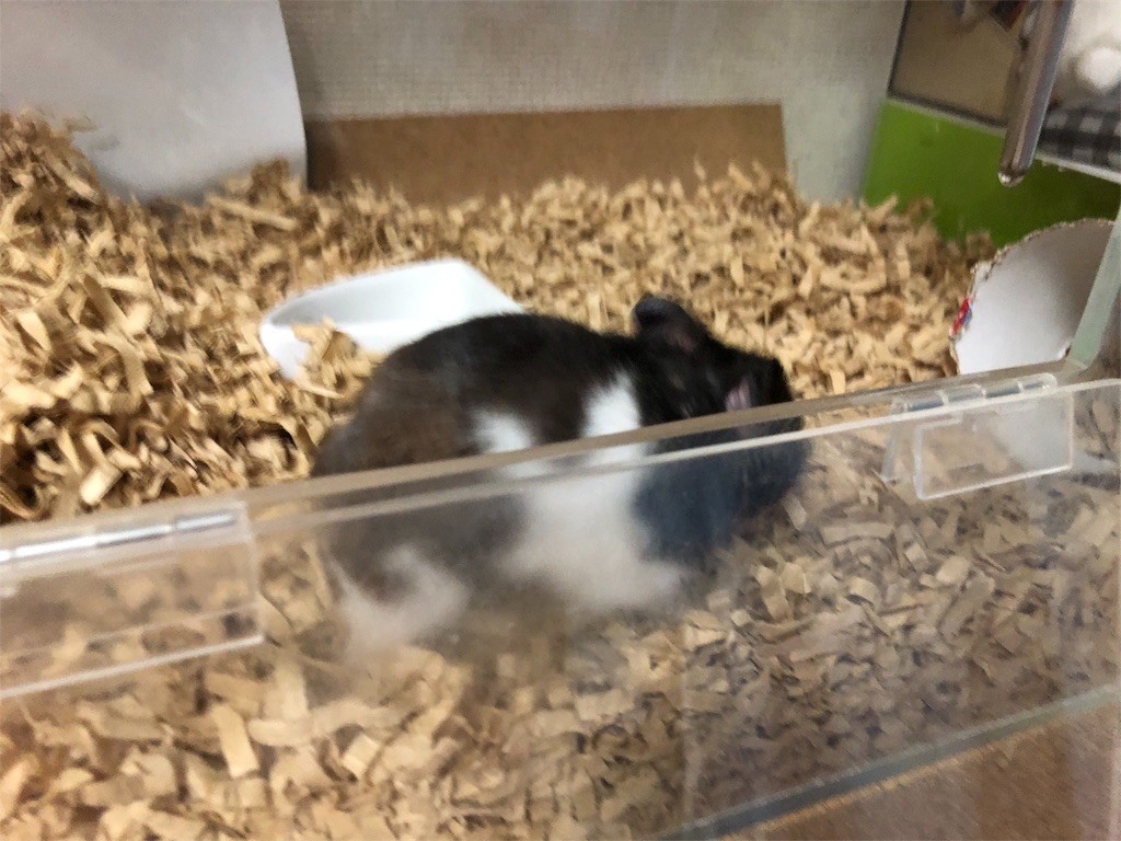 f:id:akie1000:20180902223846j:image