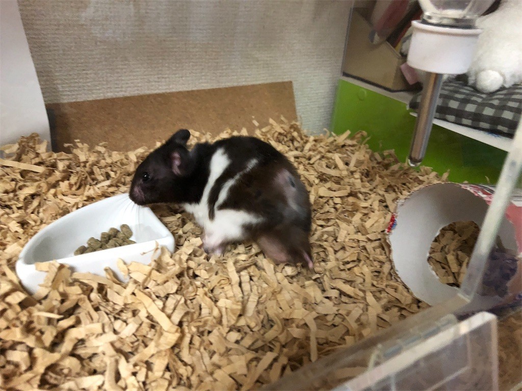 f:id:akie1000:20180902223852j:image