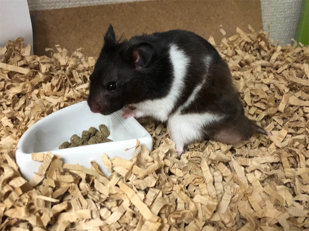 f:id:akie1000:20180902223854j:image