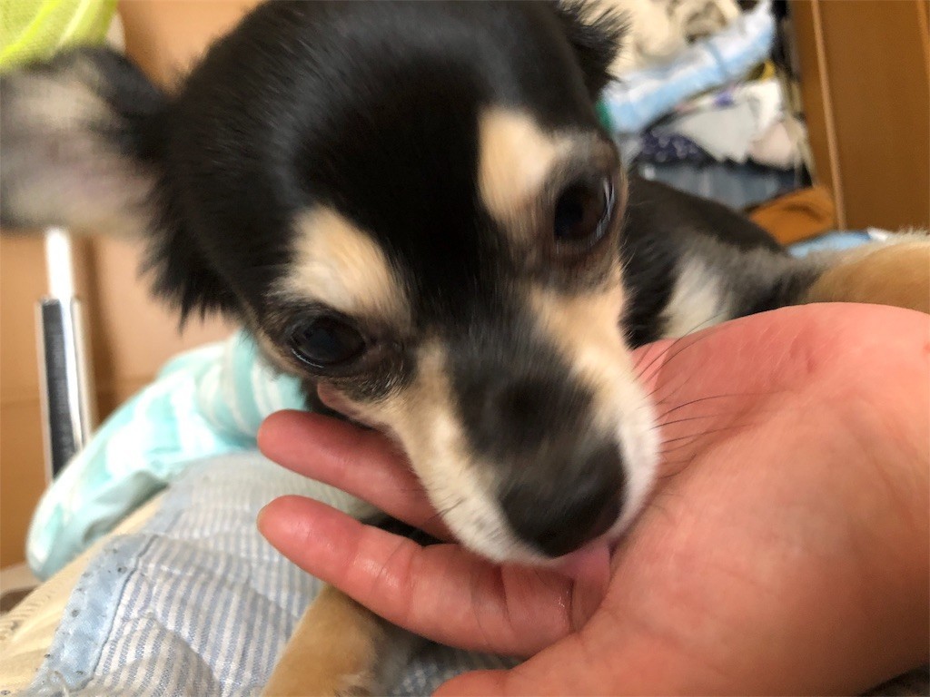 f:id:akie1000:20180902234204j:image