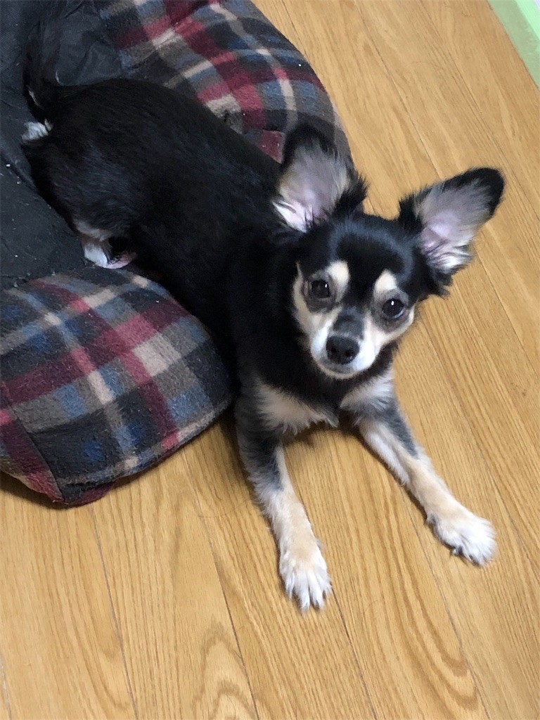 f:id:akie1000:20180908235652j:image