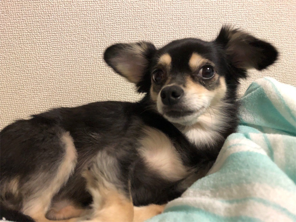 f:id:akie1000:20180913015047j:image