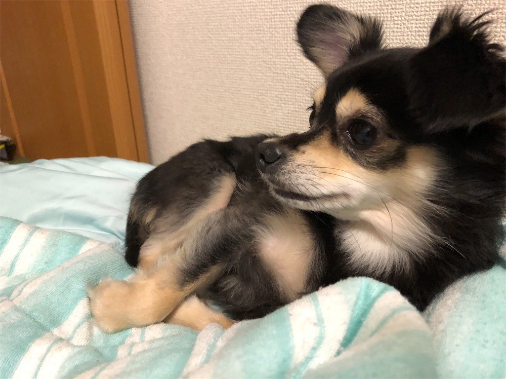 f:id:akie1000:20180913015049j:image
