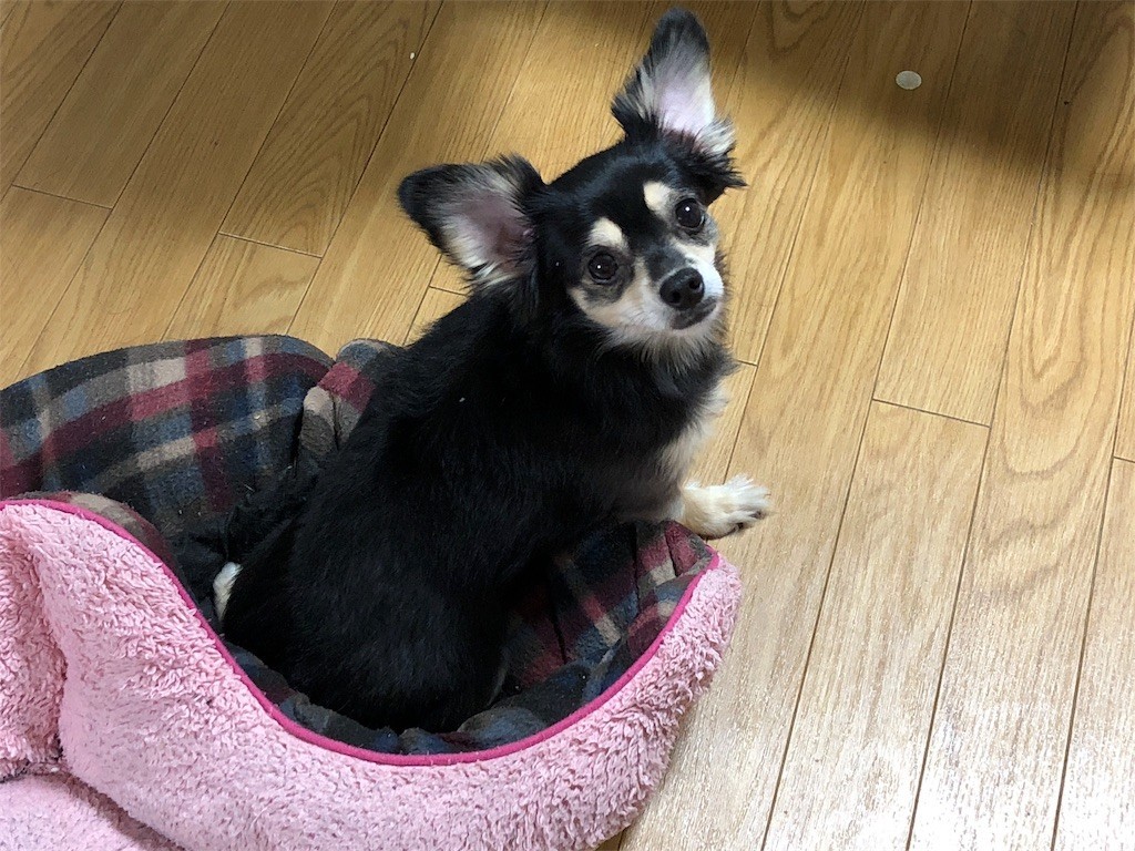 f:id:akie1000:20180919012238j:image
