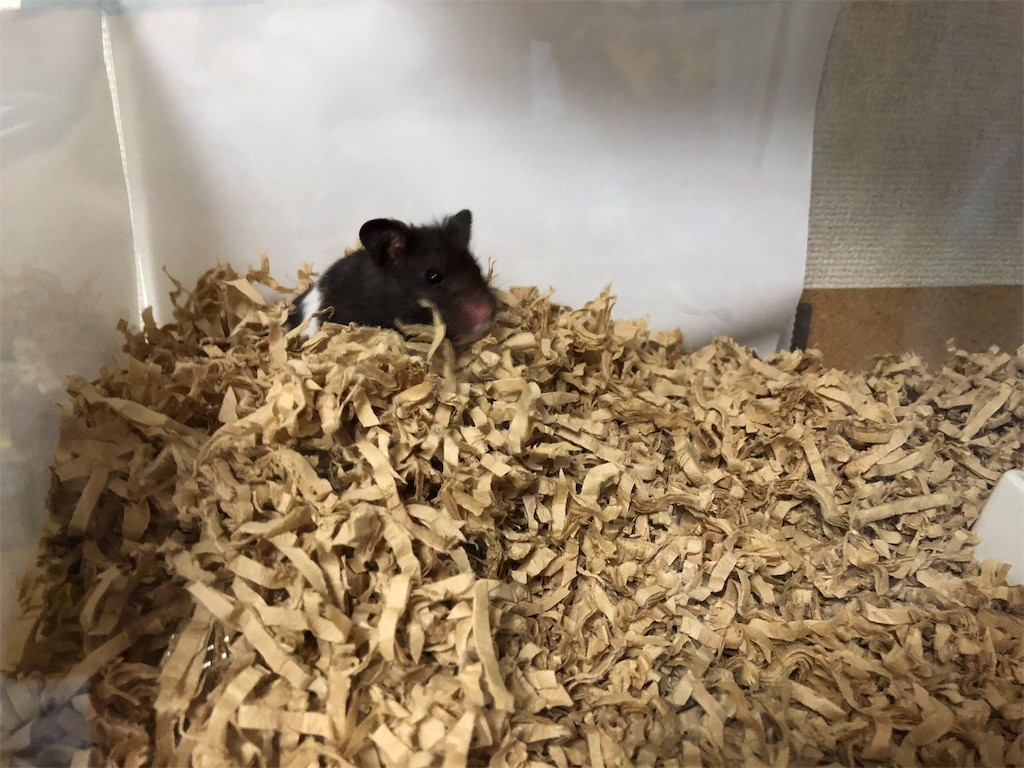 f:id:akie1000:20181031021628j:image