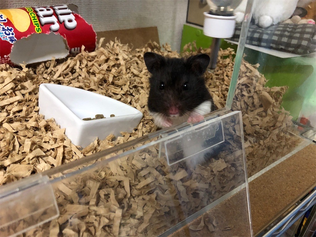 f:id:akie1000:20181031021631j:image