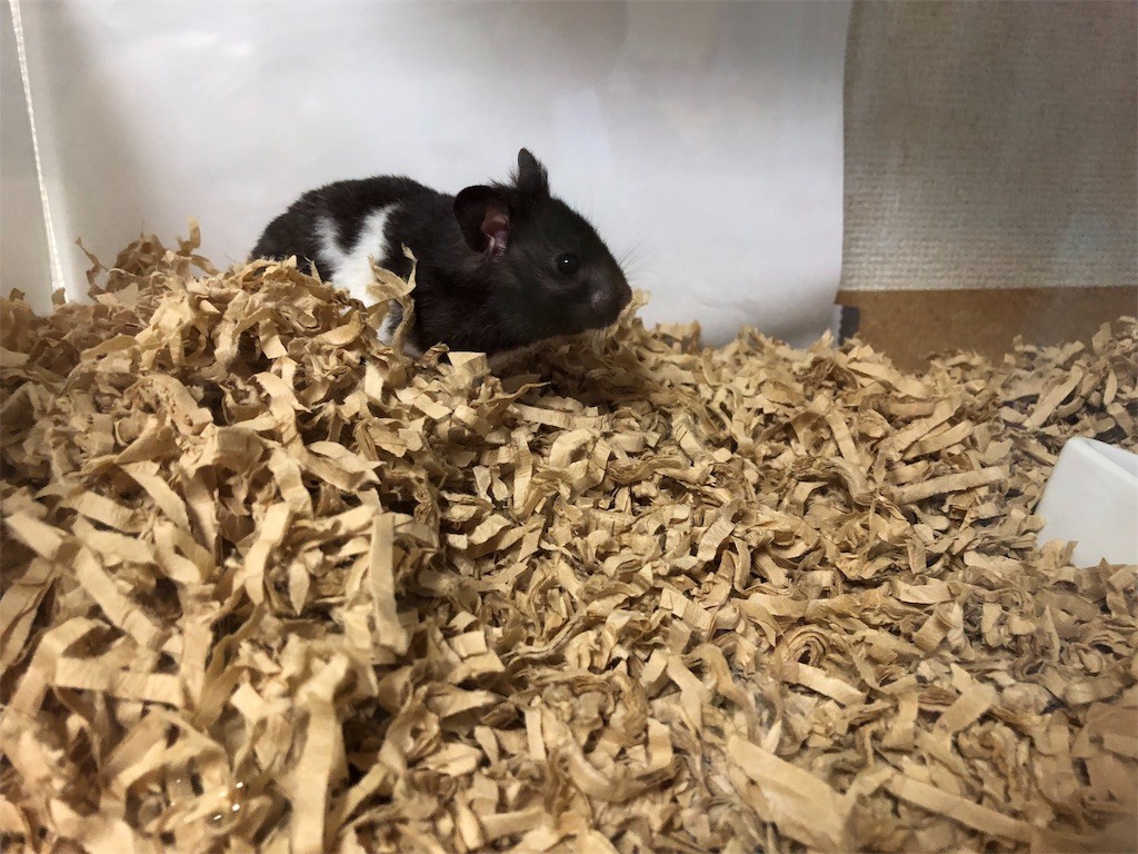 f:id:akie1000:20181031021635j:image