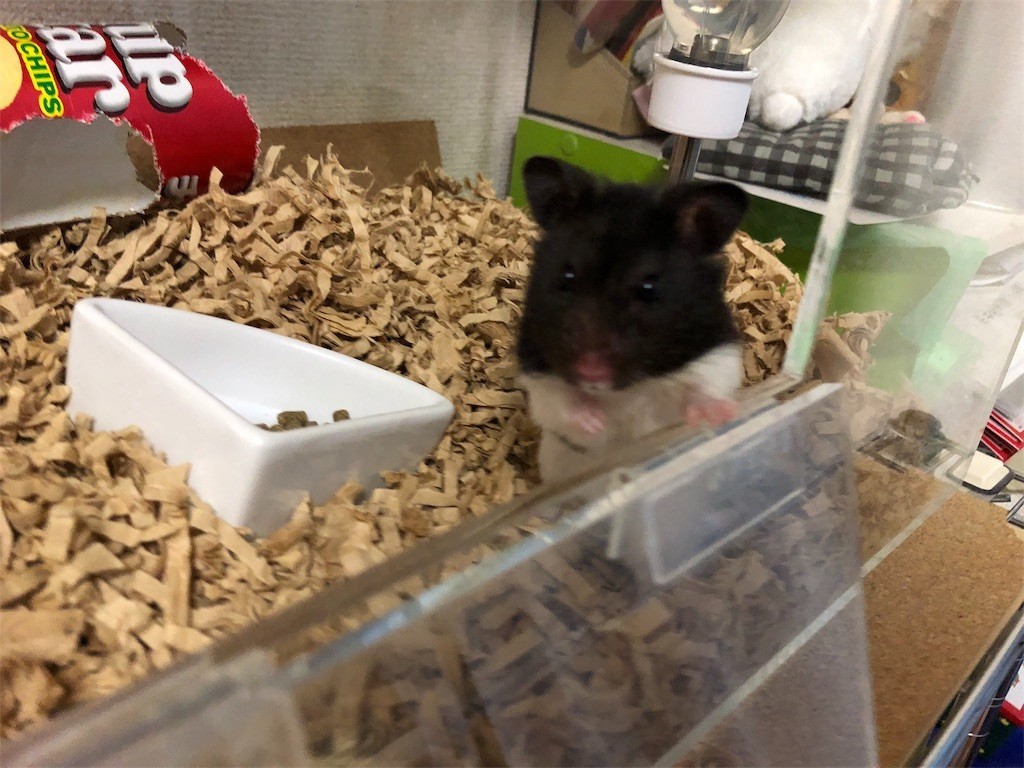 f:id:akie1000:20181031021639j:image