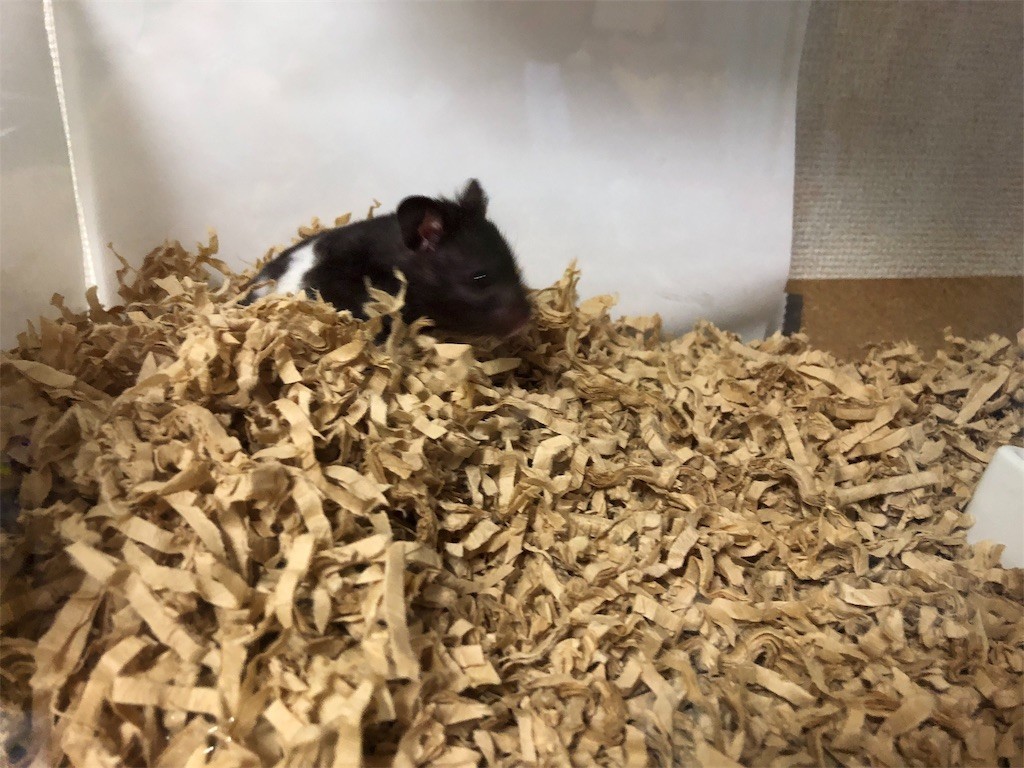 f:id:akie1000:20181031021642j:image