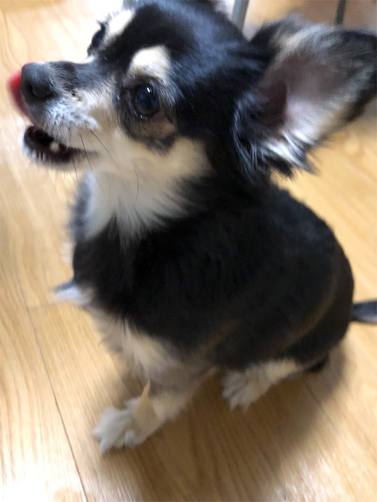 f:id:akie1000:20181215223211j:image