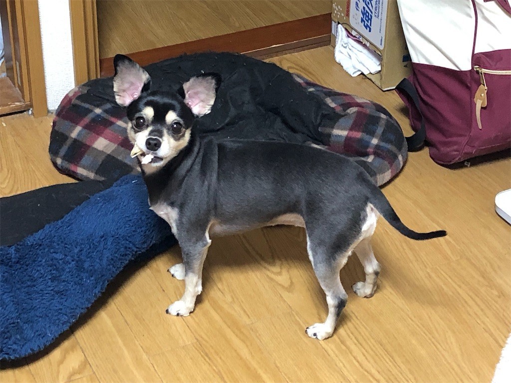 f:id:akie1000:20190110231111j:image