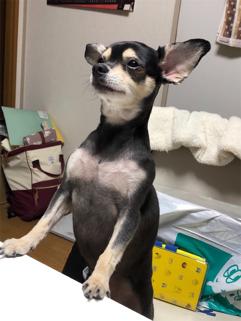 f:id:akie1000:20190110233526j:image