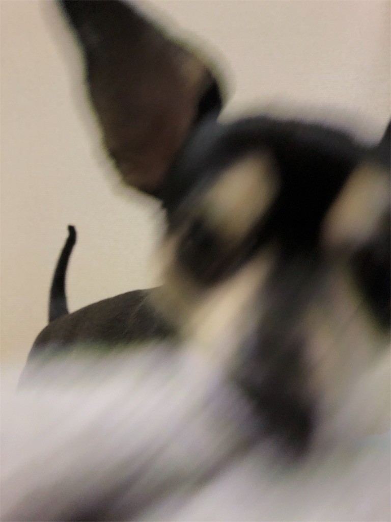 f:id:akie1000:20190110234819j:image