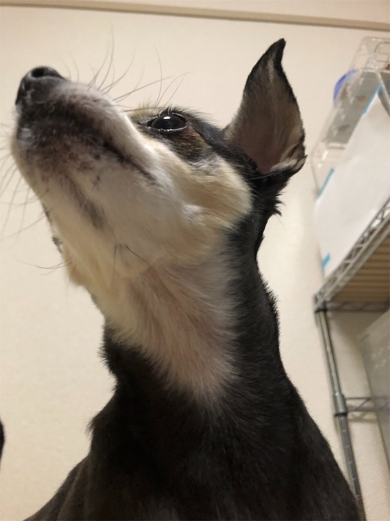 f:id:akie1000:20190110234830j:image