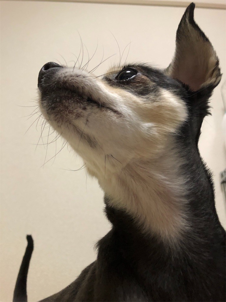 f:id:akie1000:20190110234839j:image