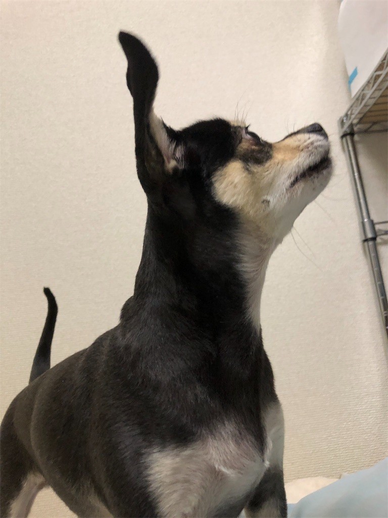 f:id:akie1000:20190110234842j:image