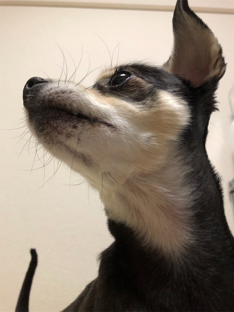 f:id:akie1000:20190110234847j:image