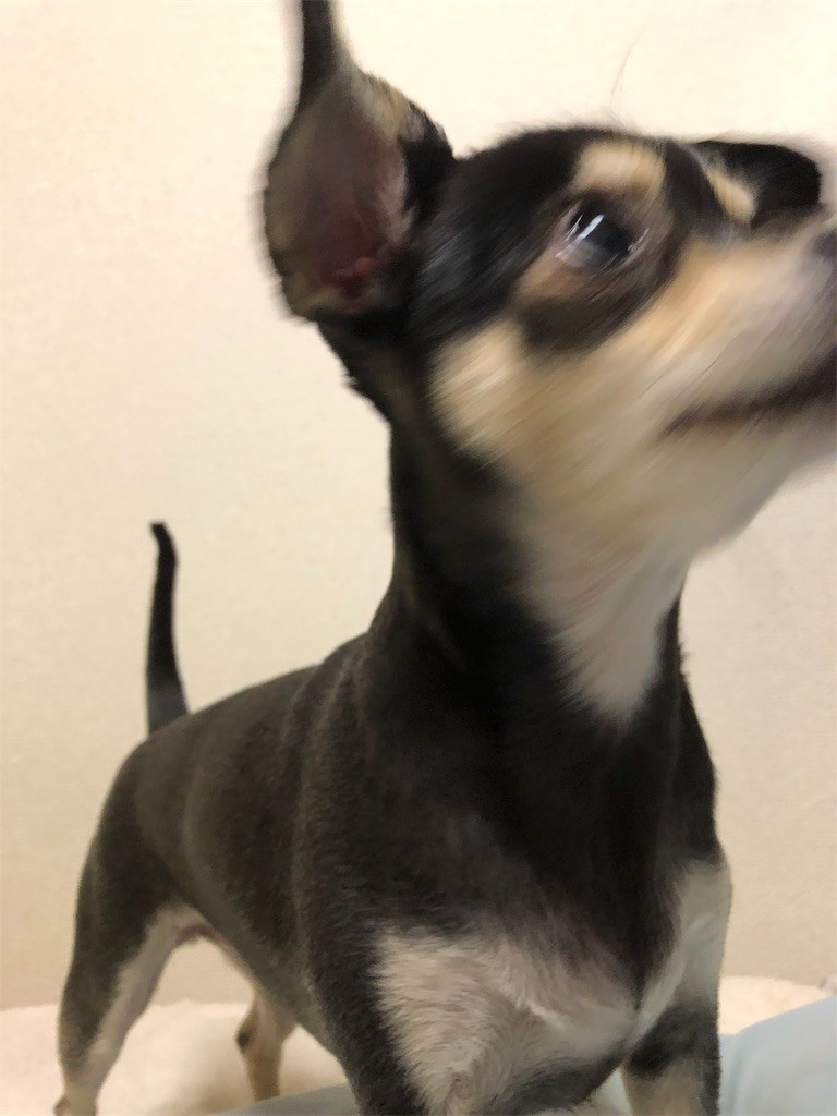 f:id:akie1000:20190110234850j:image