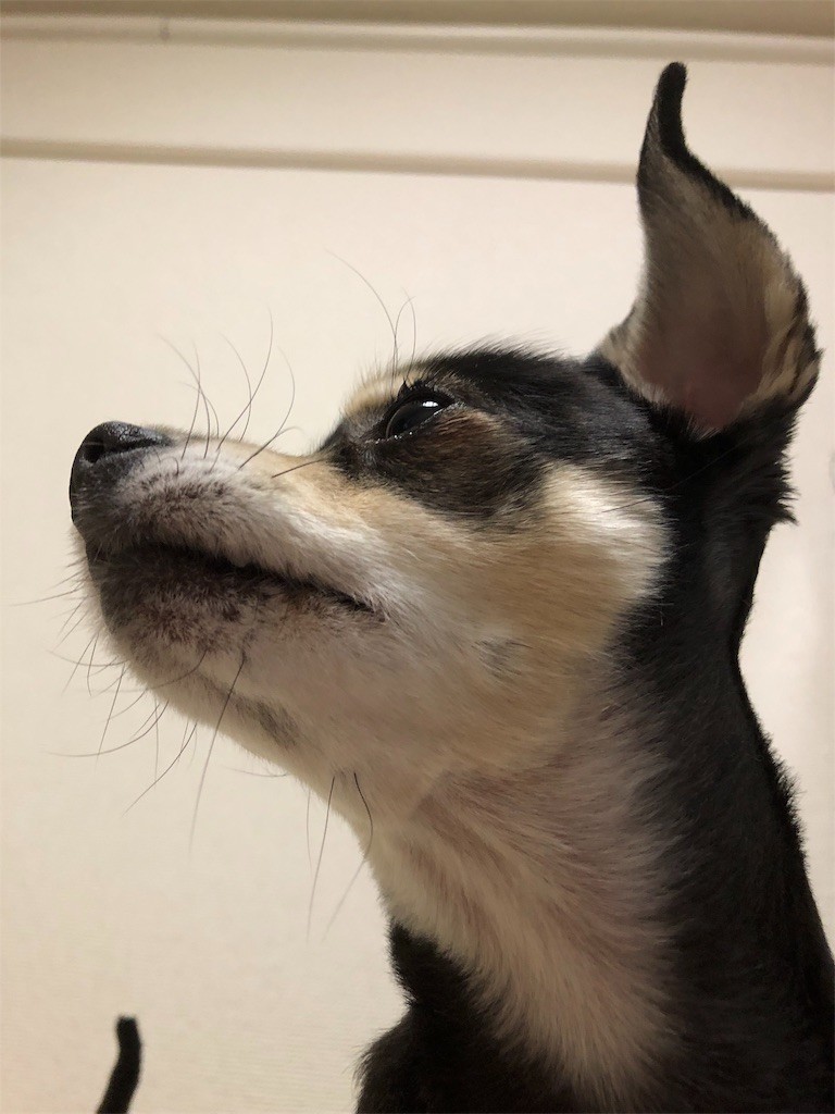 f:id:akie1000:20190110234853j:image