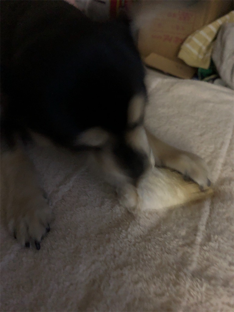 f:id:akie1000:20190121210619j:image