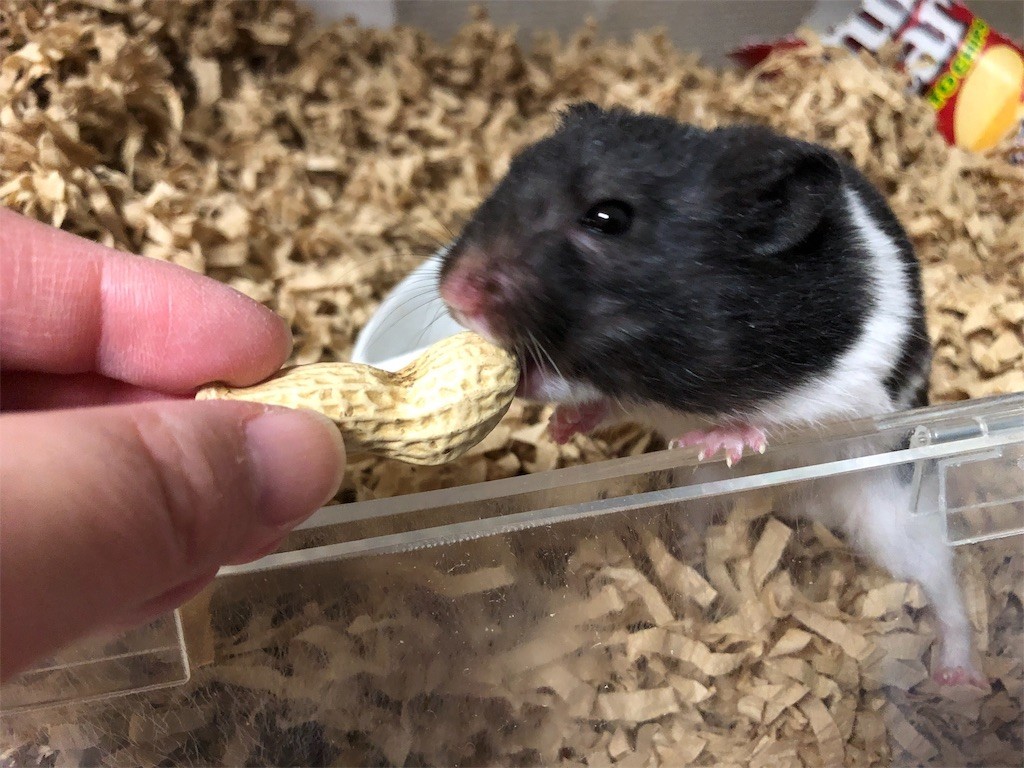 f:id:akie1000:20190121230012j:image