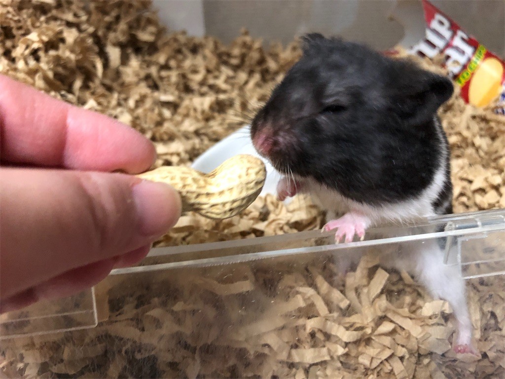 f:id:akie1000:20190121230017j:image