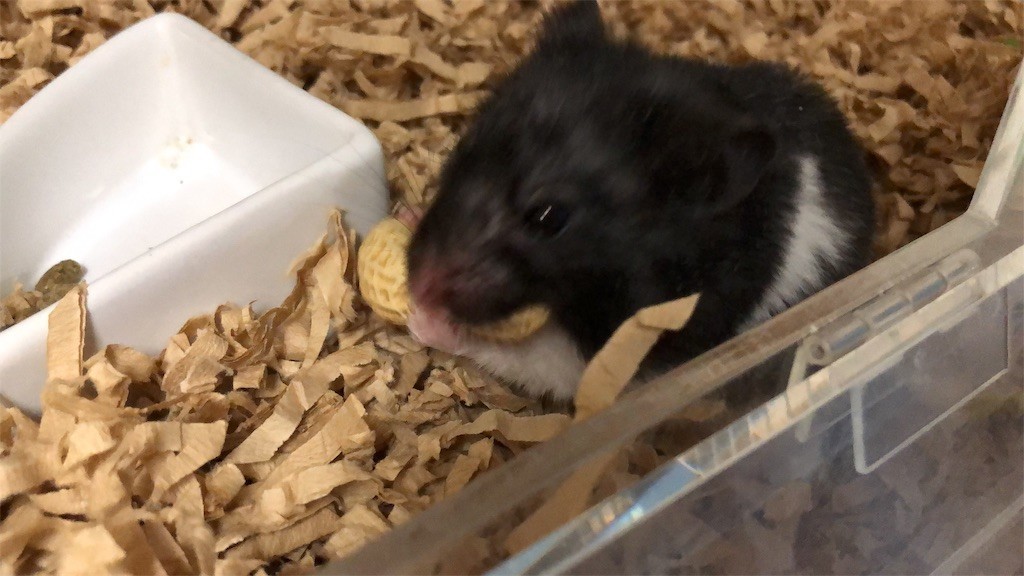 f:id:akie1000:20190121230205j:image