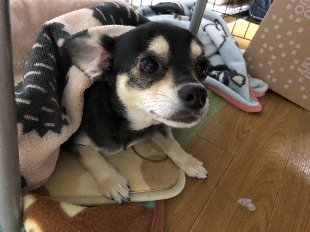 f:id:akie1000:20190121231345j:image