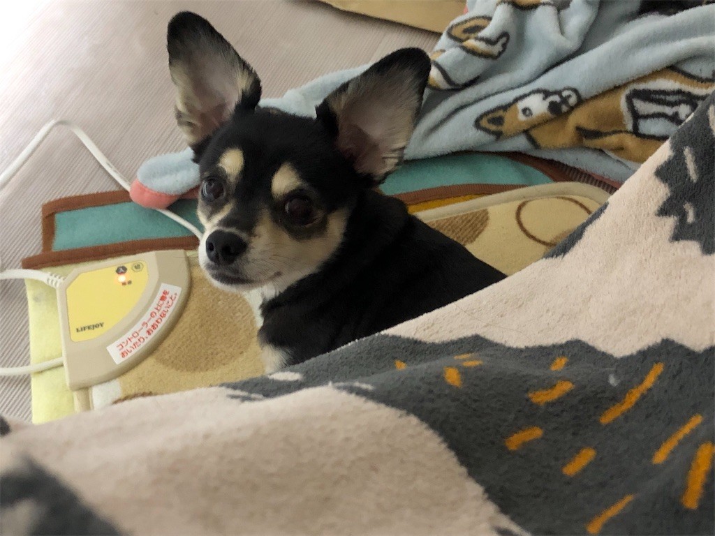 f:id:akie1000:20190121231618j:image