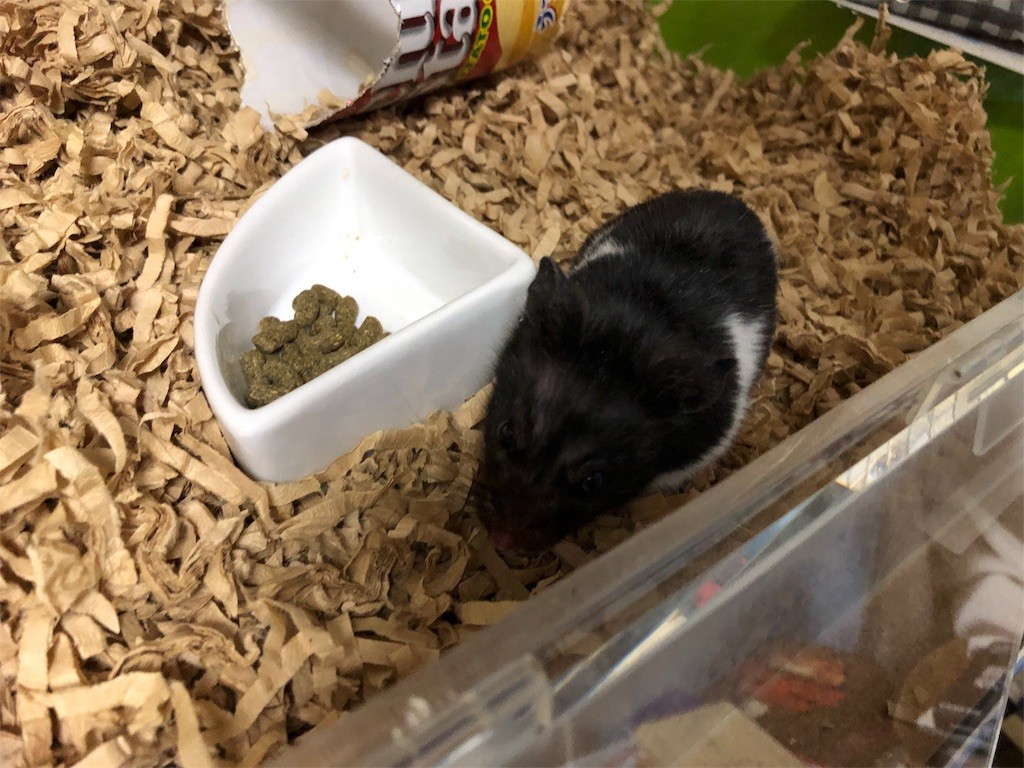 f:id:akie1000:20190124215320j:image