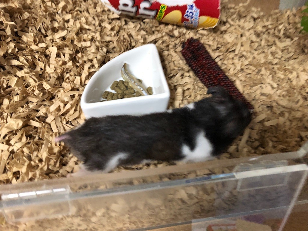 f:id:akie1000:20190124215327j:image