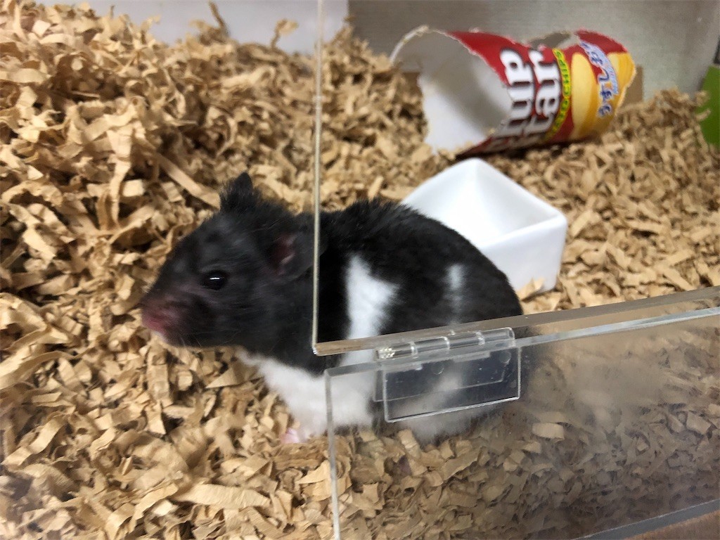 f:id:akie1000:20190124215331j:image