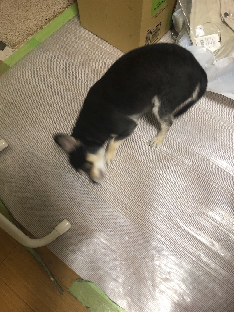 f:id:akie1000:20190127182113j:image