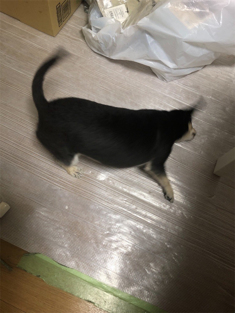 f:id:akie1000:20190127182116j:image