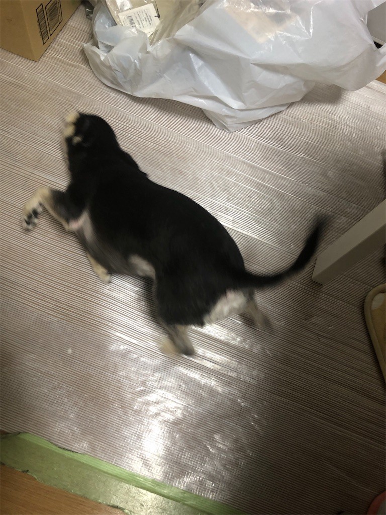f:id:akie1000:20190127182121j:image