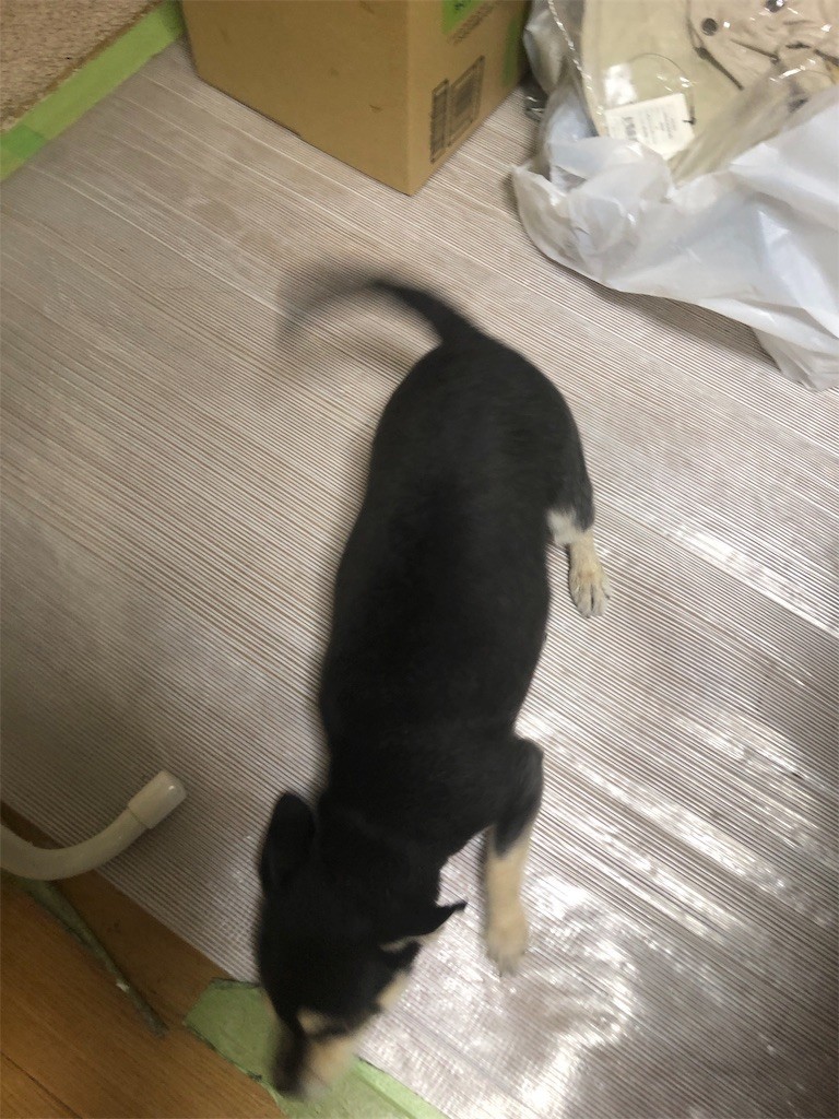 f:id:akie1000:20190127182129j:image