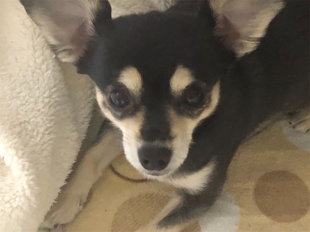 f:id:akie1000:20190127183801j:image