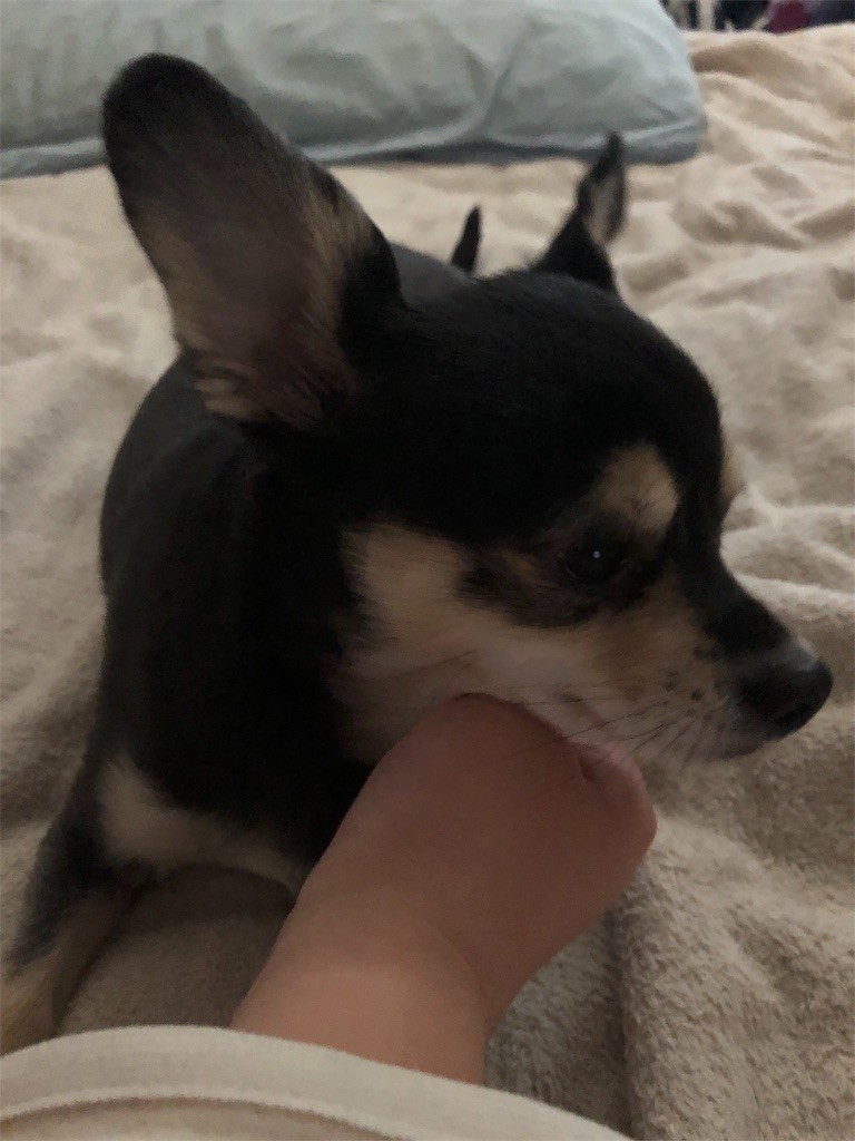 f:id:akie1000:20190131011048j:image