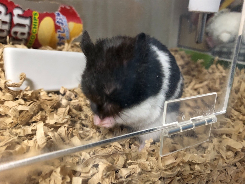 f:id:akie1000:20190211223209j:image