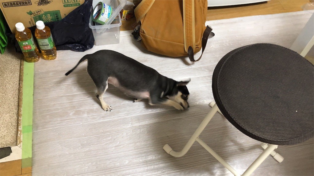f:id:akie1000:20190321231748j:image
